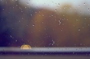 7th Nov 2013 - Fall Rain