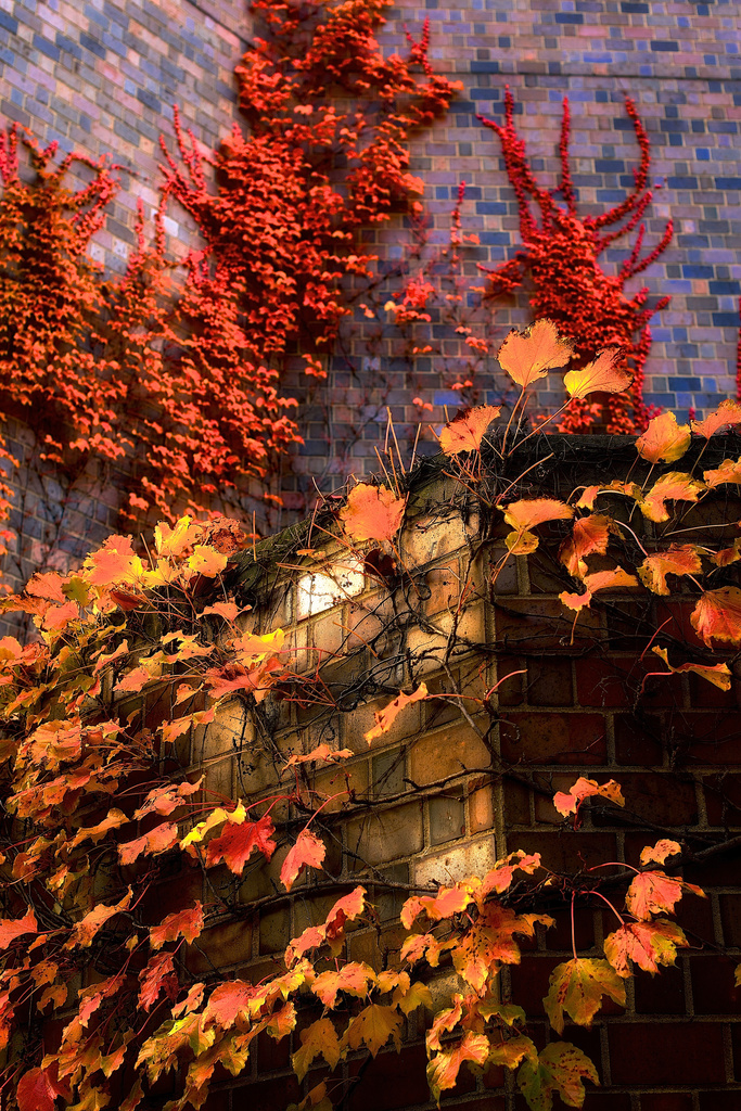Fall Wall by taffy