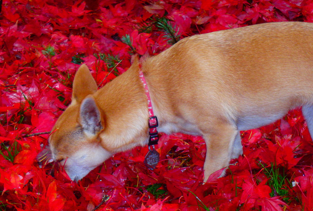 I would rather stick my face in these leaves... by princessleia