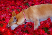 7th Nov 2013 - I would rather stick my face in these leaves...