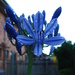 First Agapanthus flower by mozette
