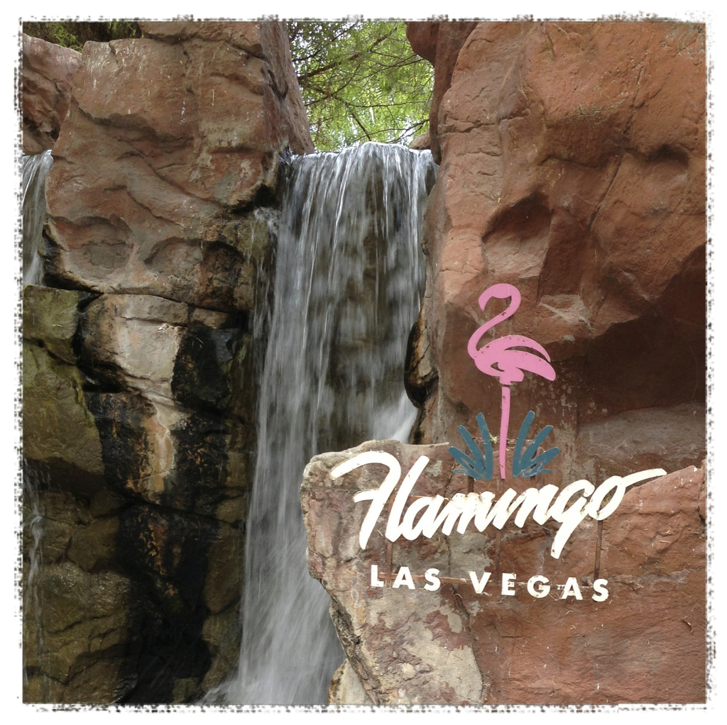 Flamingo by jin1x