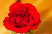 8th Nov 2013 - A red rose