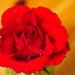 A red rose by elisasaeter
