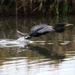 Cormorant take off by judithg