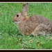 Rabbit  by rosiekind