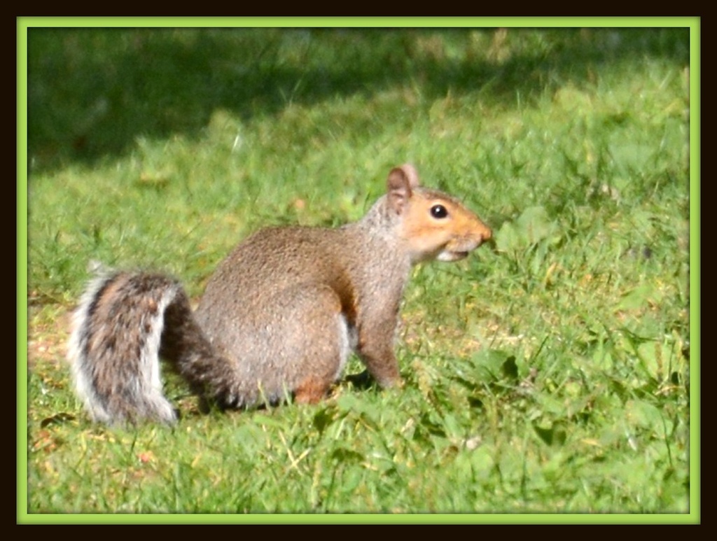Squirrel by rosiekind