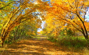 8th Nov 2013 - Enter the Tangerine Trail