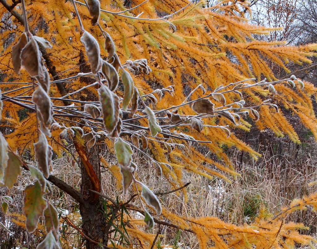 Frosty Morning by tosee