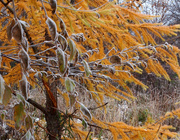 8th Nov 2013 - Frosty Morning