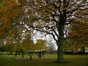 8th Nov 2013 - Trees in Basford Cemetery