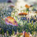 Frosty Fall Morning by lisabell