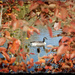 Fall Frame by gardencat
