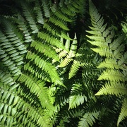 8th Nov 2013 - Ferns in sunlight.