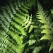 Ferns in sunlight. by congaree