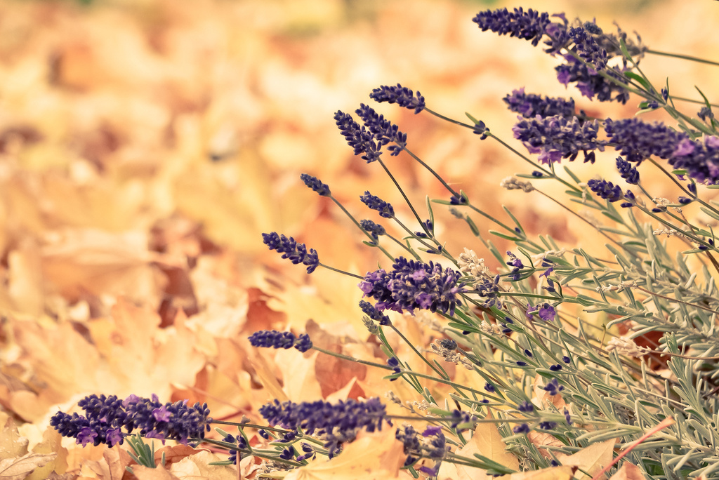 Lavender & Leaves by pflaume