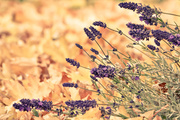 7th Nov 2013 - Lavender & Leaves