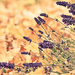 Lavender & Leaves by pflaume