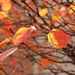 Autumn by edorreandresen
