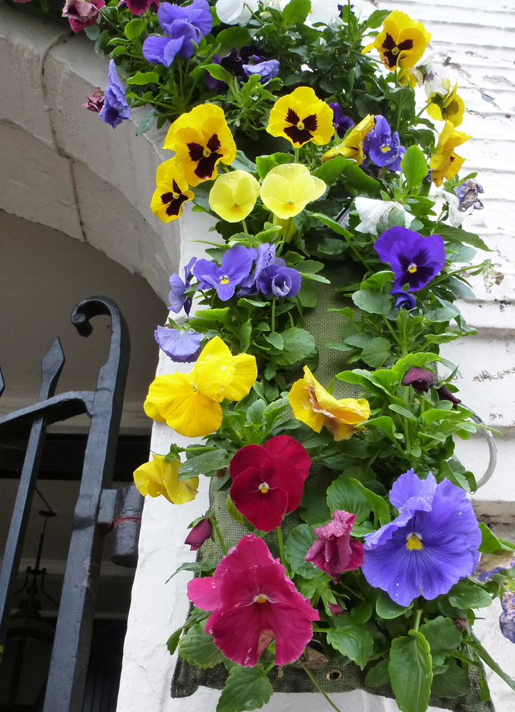 Winter pansies at a local hostelry - by quietpurplehaze