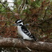 Woodpecker by bruni