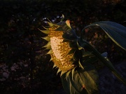 9th Sep 2010 - Sunflower