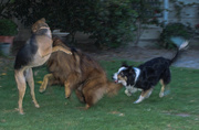 9th Nov 2013 - Mutts at Play