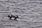 9th Nov 2013 - Cormorant buddies