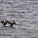 Cormorant buddies by kwind