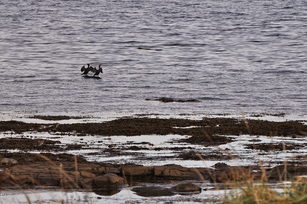 Cormorant buddies 2 by kwind