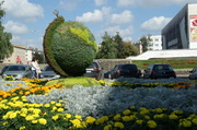 11th Sep 2013 - topiary