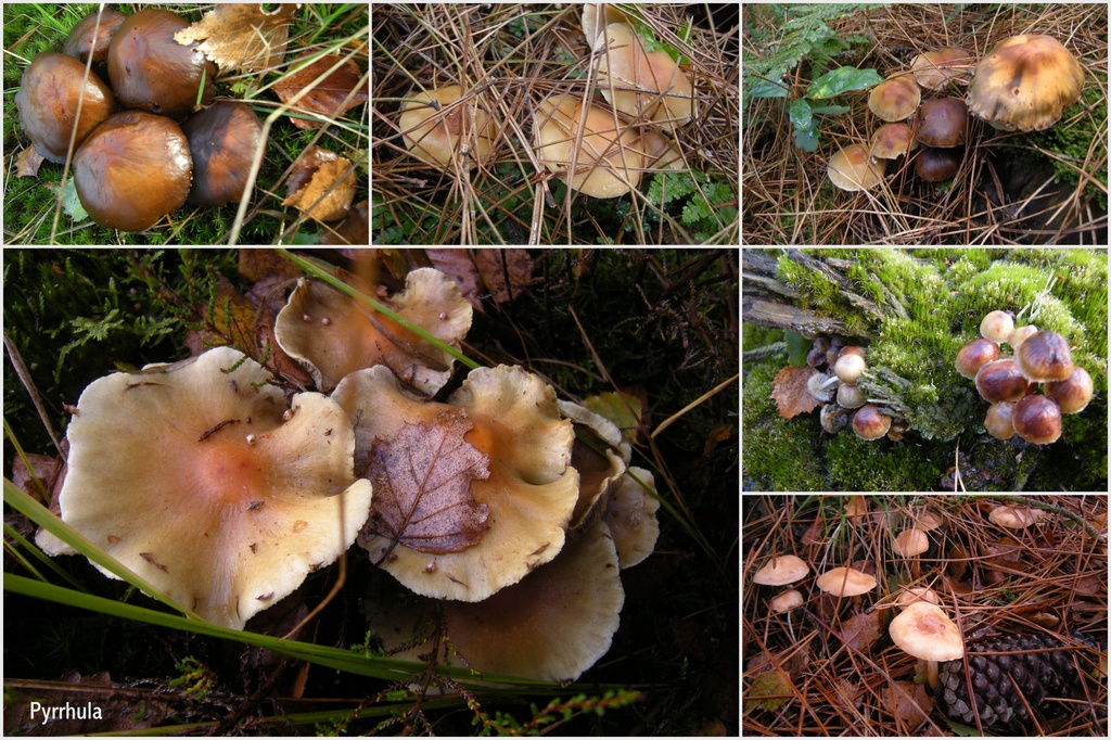 Groups of fungus by pyrrhula