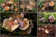 9th Nov 2013 - Groups of fungus