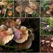 Groups of fungus by pyrrhula
