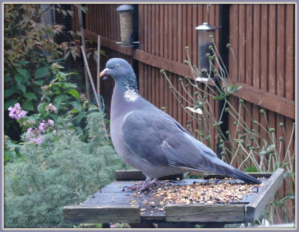 Mr Pigeon  by beryl