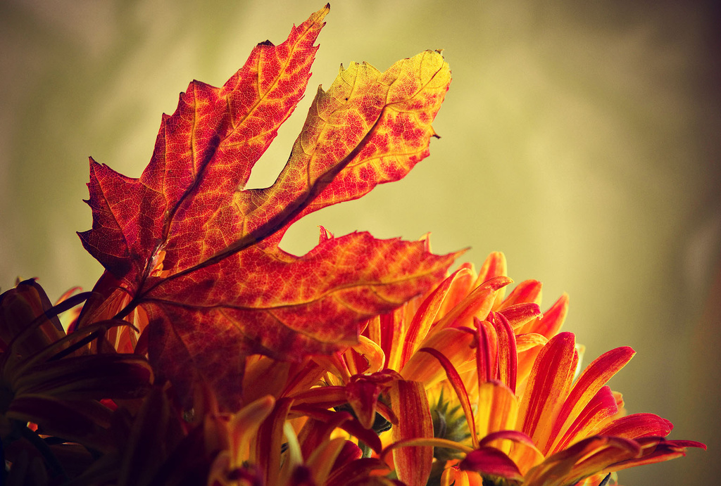 Autumn Leaves by pdulis