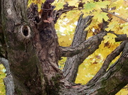 9th Nov 2013 - The Maple Tree