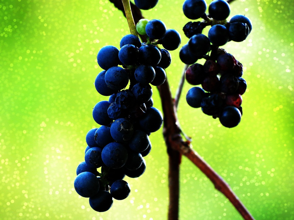Grapeness by juliedduncan