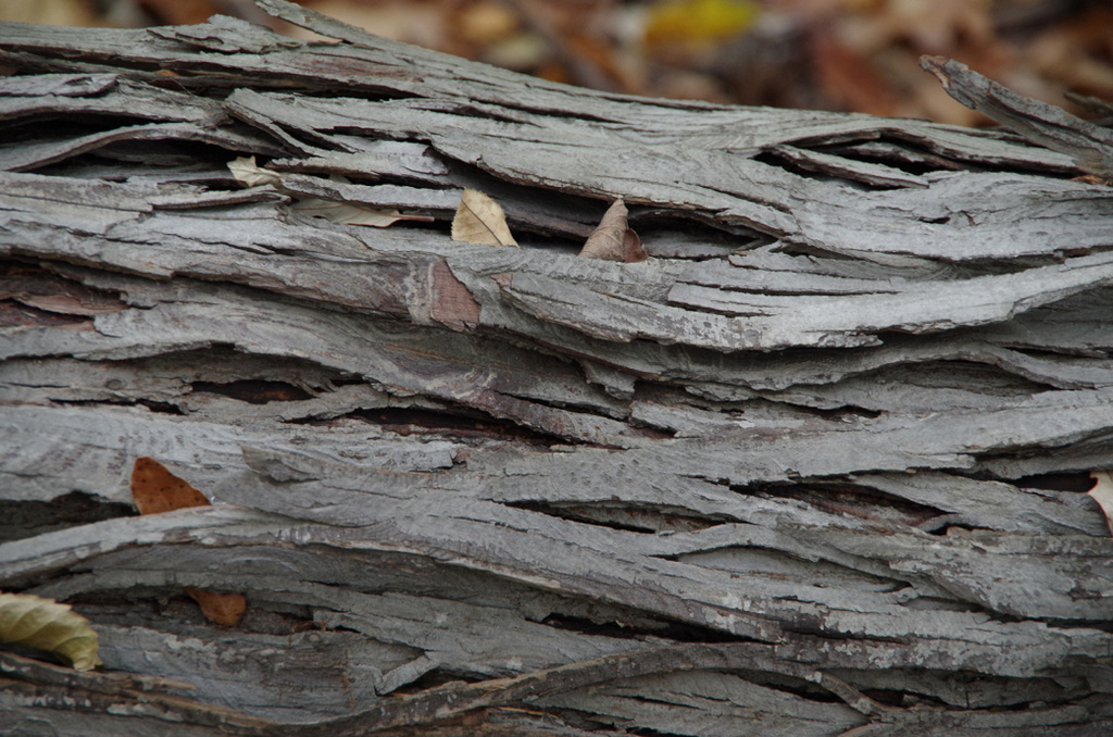 Waves of Wood by houser934