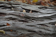 27th Oct 2013 - Waves of Wood