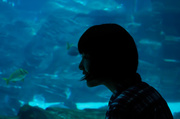 9th Nov 2013 - The Aquarium