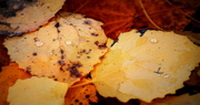 8th Nov 2013 - Floating Leaves