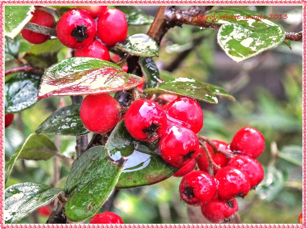Berry Reflections In The Rain (Best viewed large) by carolmw