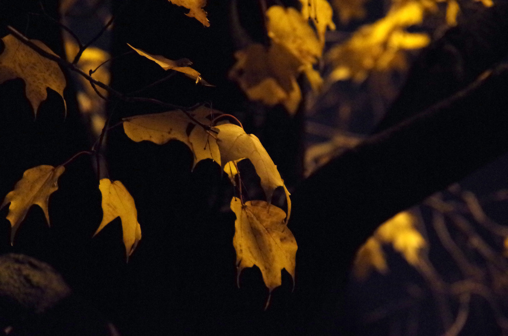 Leaves at Night by houser934