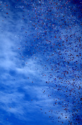 2nd Nov 2013 - Confetti Capture