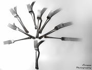 8th Nov 2013 - Day 312 - Tree of Forks