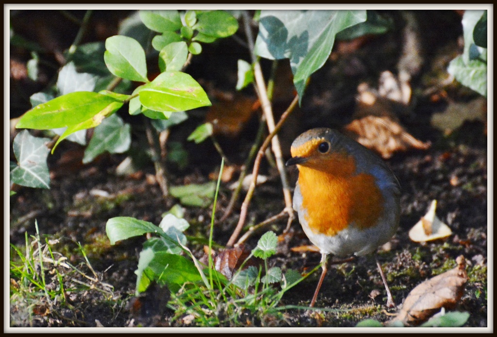 At last - a robin in my garden by rosiekind