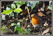 10th Nov 2013 - At last - a robin in my garden