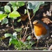 At last - a robin in my garden by rosiekind