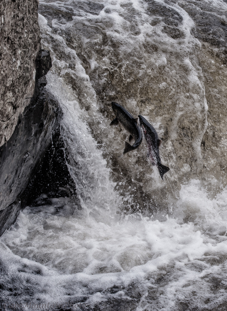 Two Salmon Spawning by jgpittenger